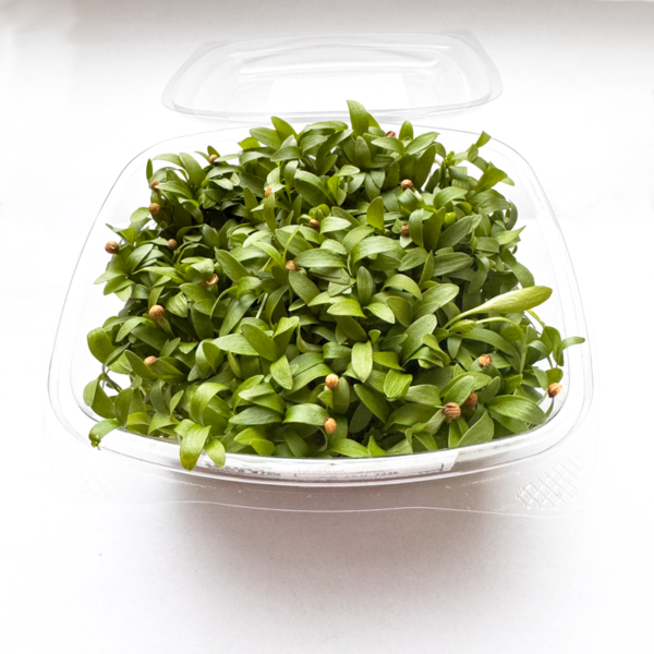 Coriander